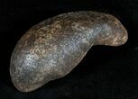 Fossil Cetacean (Whale) Ear Bone - Miocene #3490-1